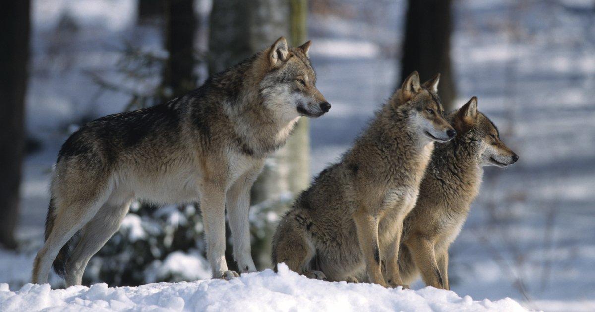 Evitar el Exterminio de los Lobos, Coyotes y Zorros