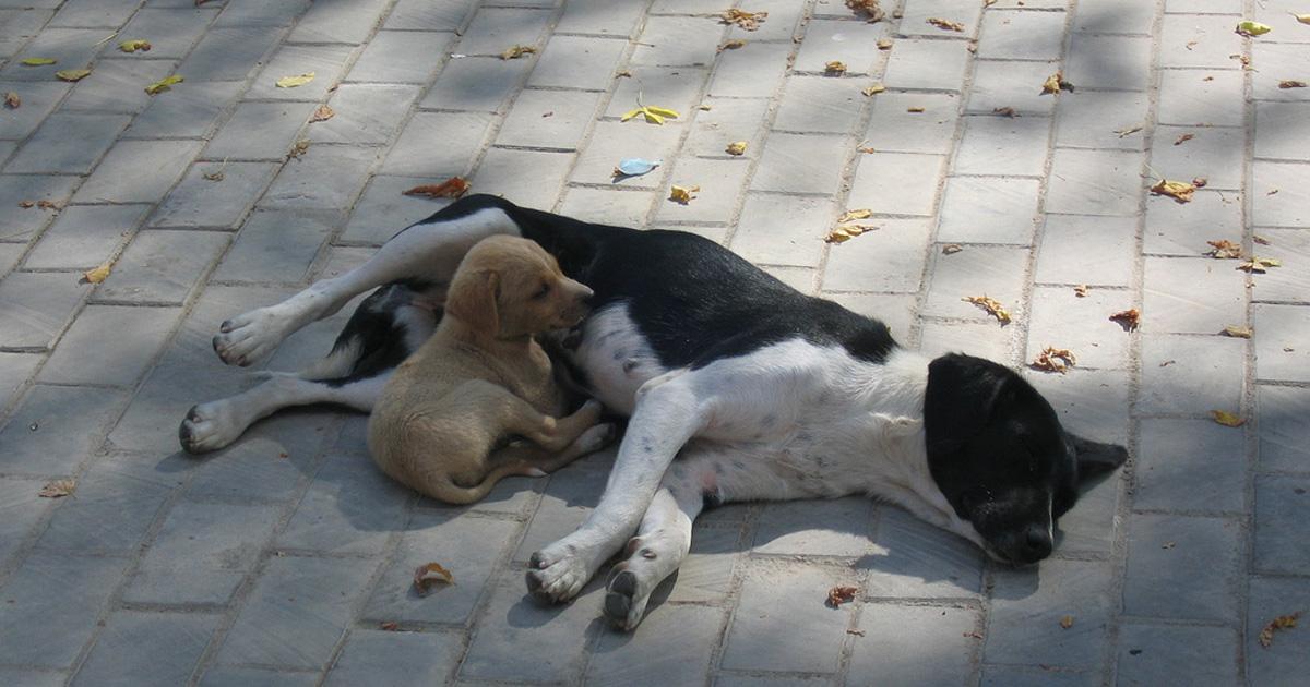 Nous devons protéger les chiens errants