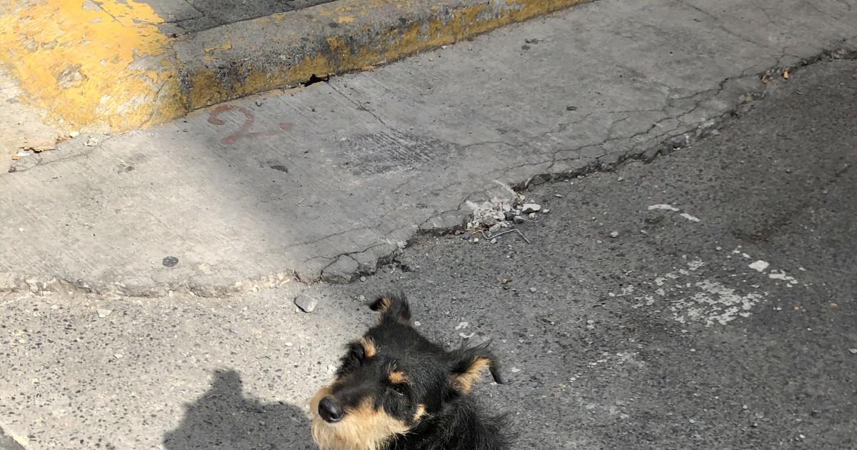 Hospital Veterinario Municipal en Bahía de Banderas