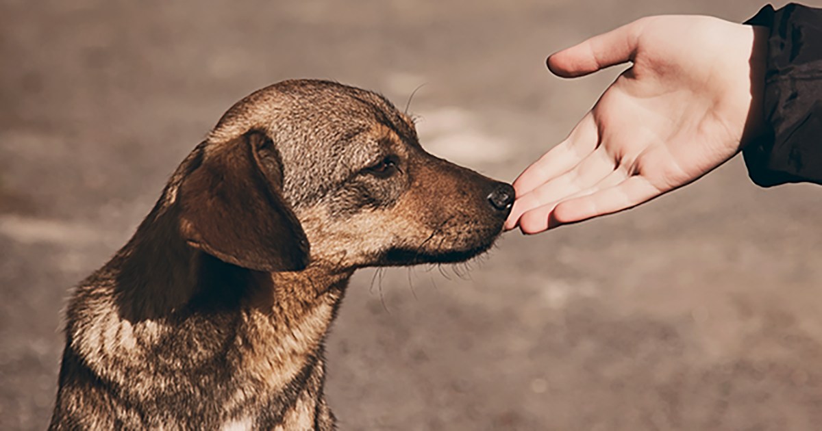 Que se ocupen de los perros y los caballos maltratados