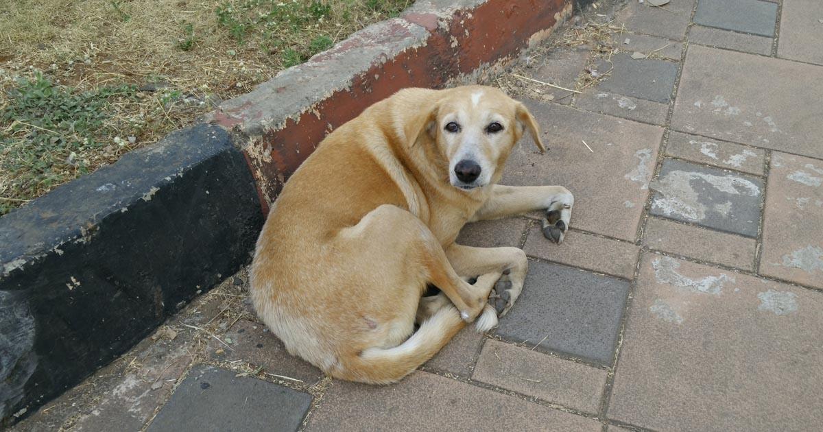 Quiero, deseo, que todos los animalitos de la calle tengan un lugar donde vivir, ser atendidos, con vacunas y comida