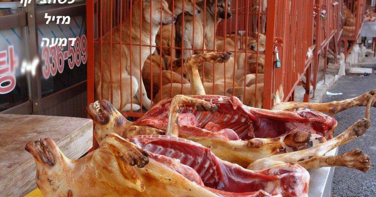 Che il governo portoghese fermi immediatamente i nostri animali domestici verso Corea del Sud e Filippine