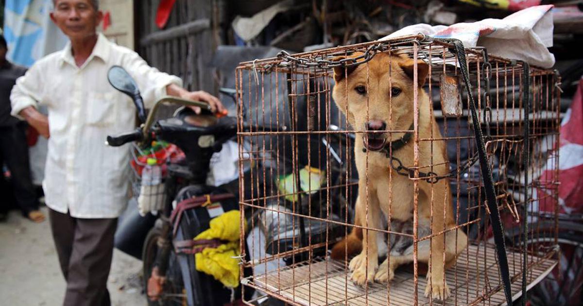 Detengamos el Festival de Yulin