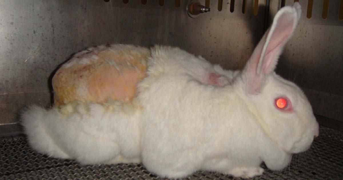 Interrompere l'uso di animali per gli esperimenti