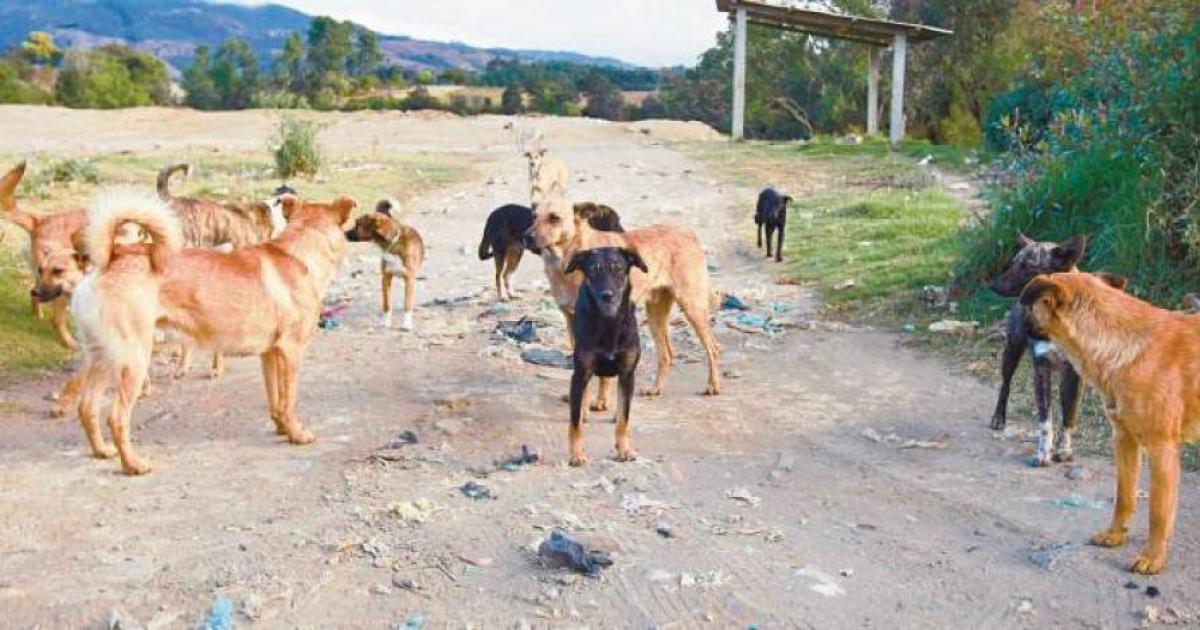 Crear una Ley Nacional de obligatoria esterilización para los perros y gatos de cualquier ciudadano colombiano