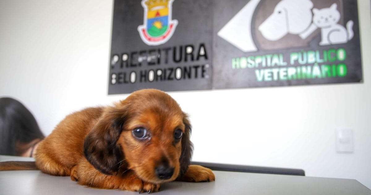 Quiero pedirle al Alcalde de Belo Horizonte que vuelva a ayudar con el mantenimiento de las UPA y hospitales de animales