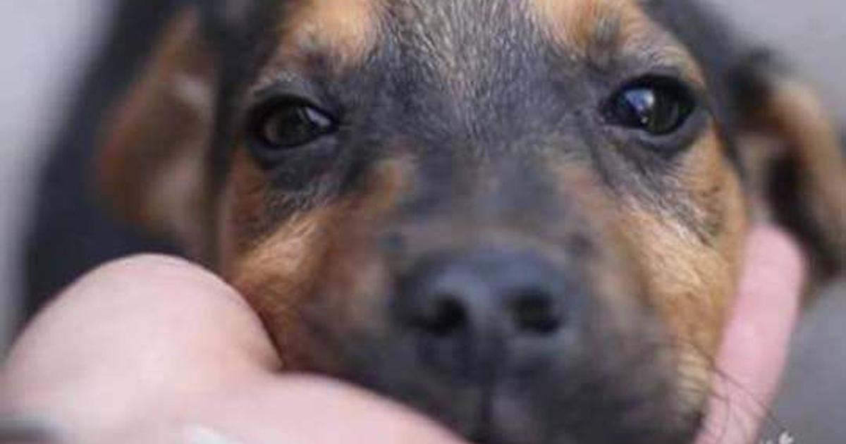 Por patrullas caninas y conferencias para educar contra el maltrato animal