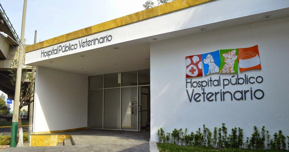 Necesitamos un hospital que atienda a mascotas rescatadas