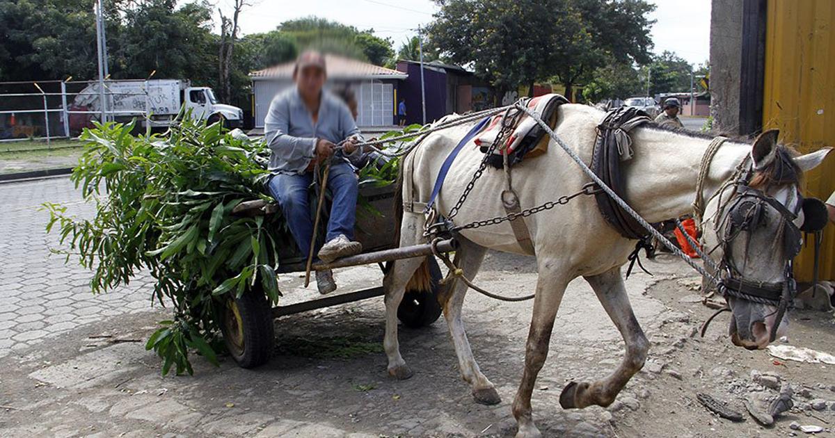 Salvemos a los caballos que se usan para trabajo pesado en la ciudad