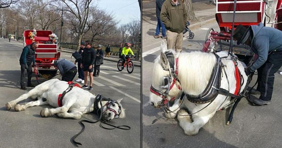 ¡Prohibir los paseos en carruajes de caballos!