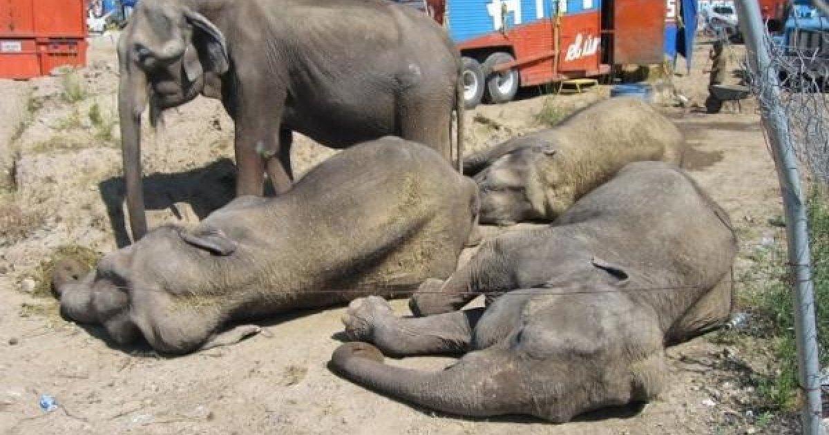 Urgent créer un sanctuaire pour les animaux saisis dans les cirques et saisies