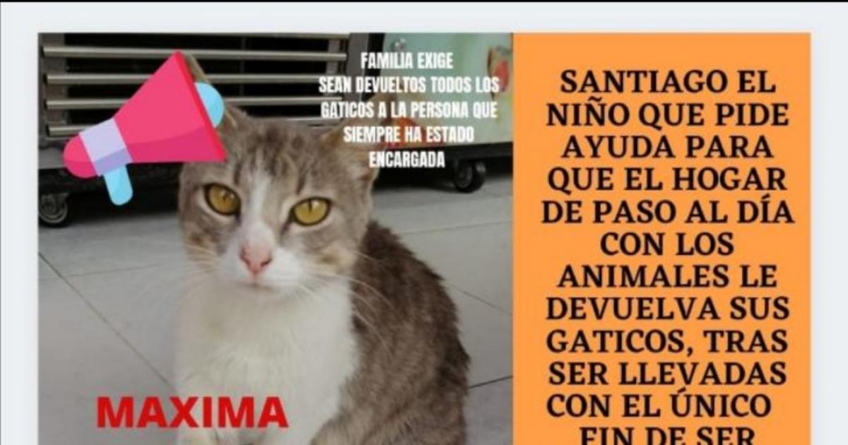 Exigimos al hogar de paso "Al día con los animales" ( BOGOTÁ) devuelvan TODOS los gaticos 