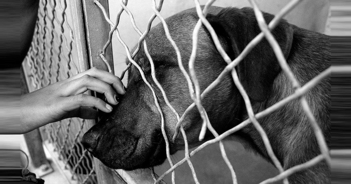 Prison for anyone who mistreats an animal