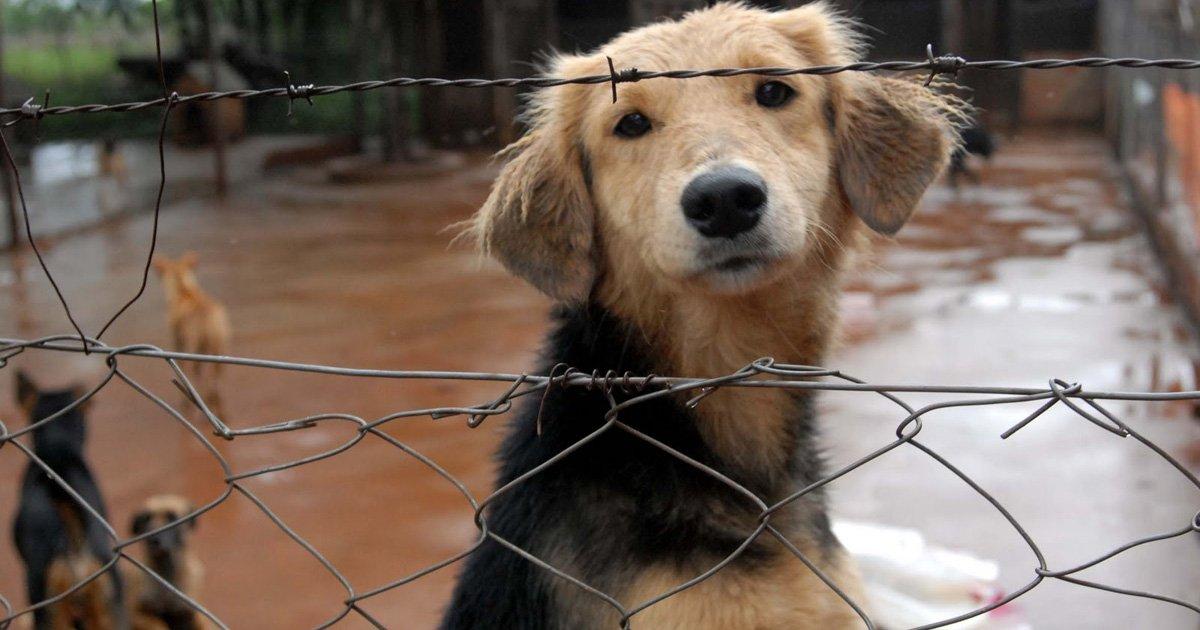 Que vuelva a crear un refugio estatal para mascotas y se obligue a las veterinarias a tener animales para adoptar