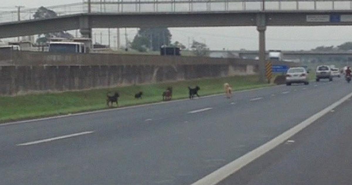 Empêcher les chiens de circuler sur la route, ce qui est un danger pour les animaux et pour les automobilistes