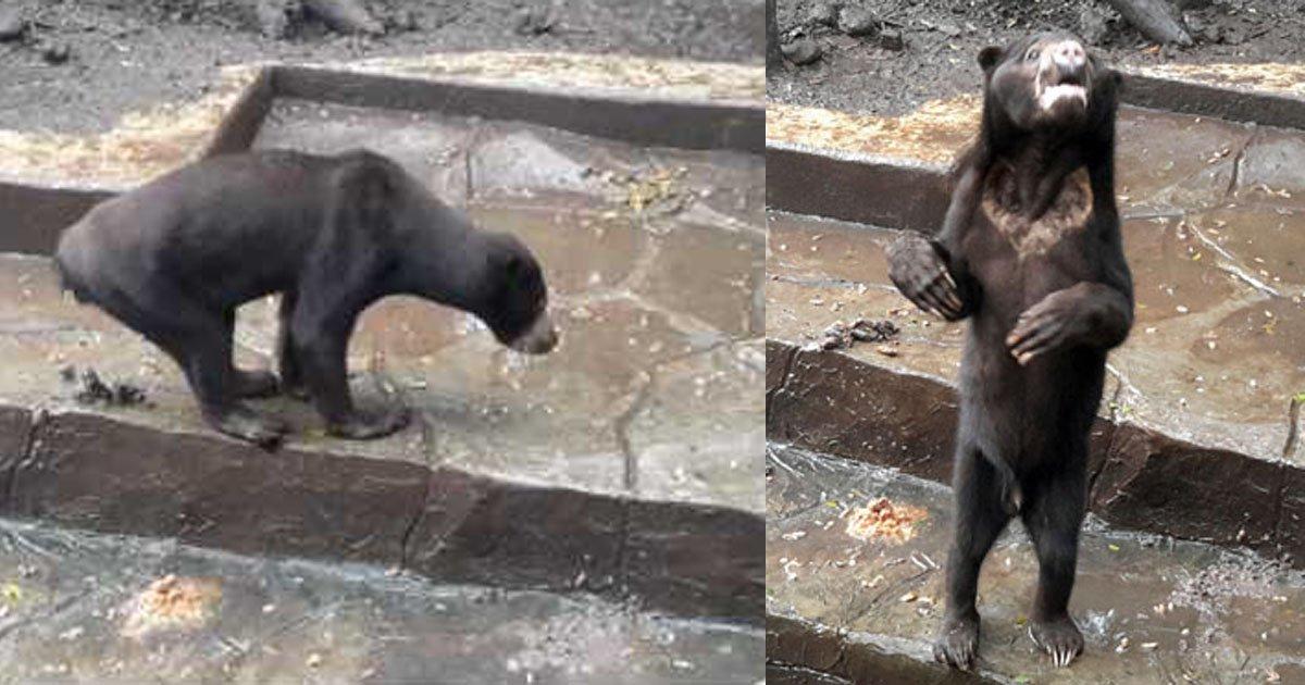 Salvare e ridare dignità agli orsi dello zoo di Bandung, Indonesia