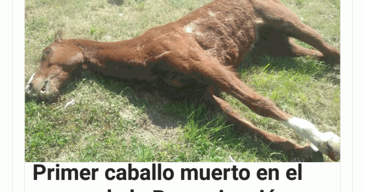 Sauvez les chevaux, pour le pèlerinage à Lujan sans cheval!