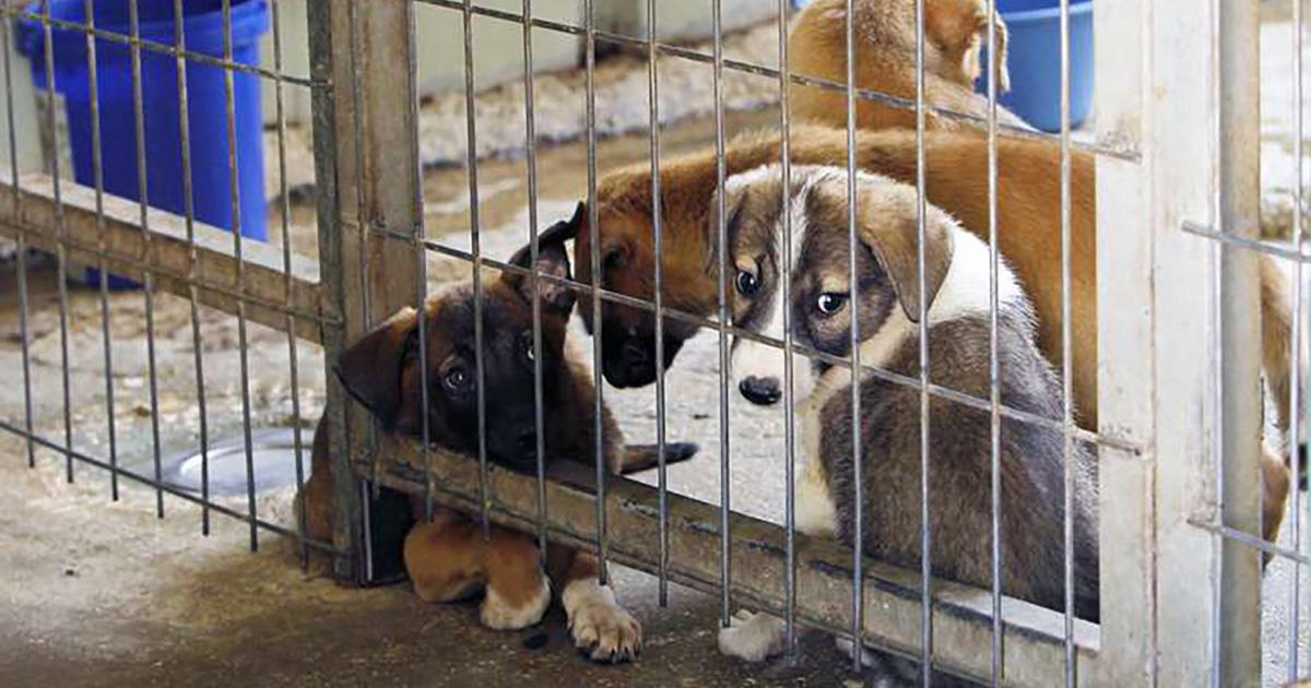 Prohibir venta de mascotas e incentivar la adopción de mascotas abandonadas