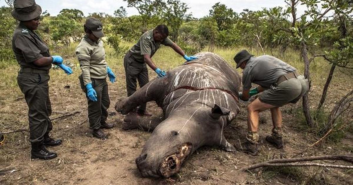 No a la venta de cuernos de rinoceronte en Sudáfrica