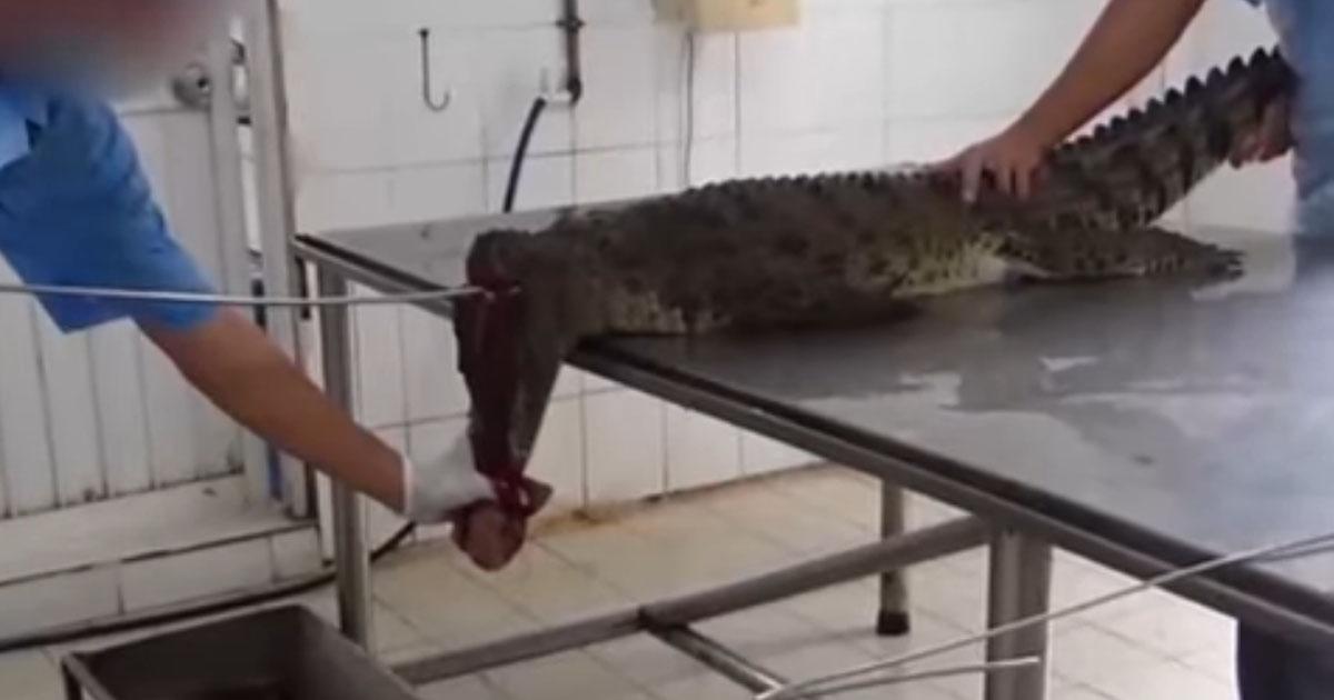 Stop Brutal Crocodile Stabbings for Purses and Shoes