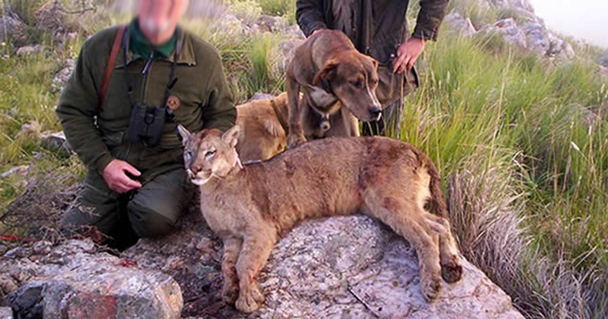 Interceda para que los proteccionistas de animales ocupen lugares en Fauna y Flora