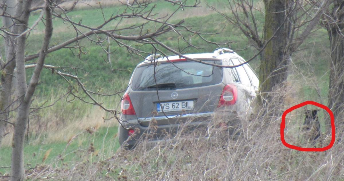 Multa por abandonar al perro en el campo