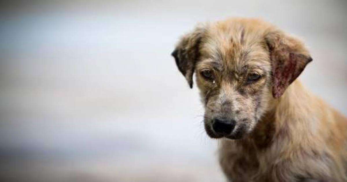 Refugios para perros en situación de calle, esterilizaciones gratuitas, castigo al maltrato y veterinarios públicos