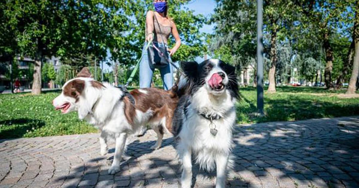 Posibilidad de que los perros con correa entren a los Jardines de Boboli