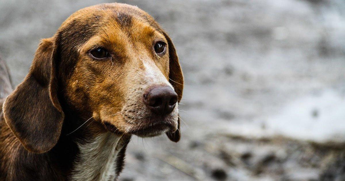 Build shelters for abandoned animals