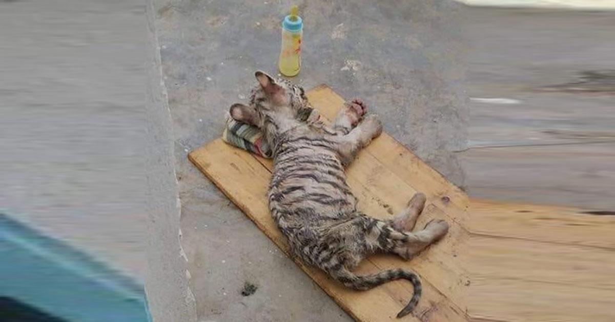 Encuentre una solución para estos bebés tigres y exija que sean llevados a un santuario adecuado