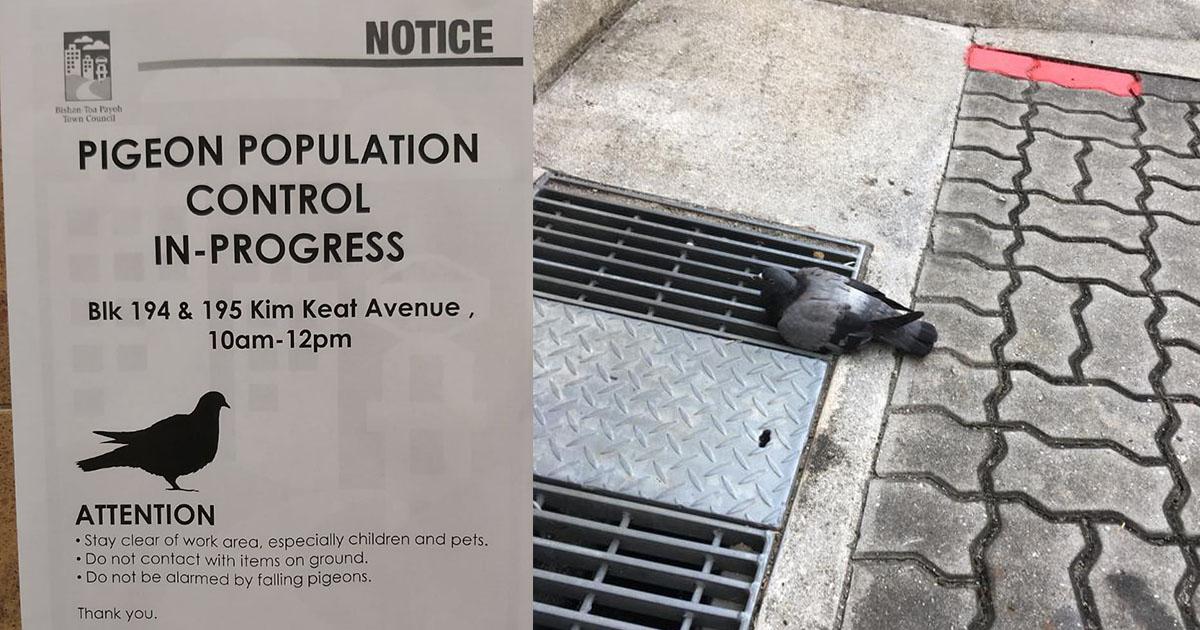 Stop killing pigeons and use humane ways to control the bird population