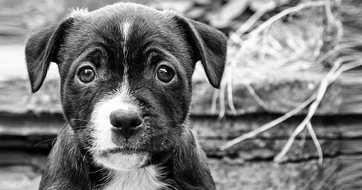 Salvemos a los perros y gatos del maltrato del hombre