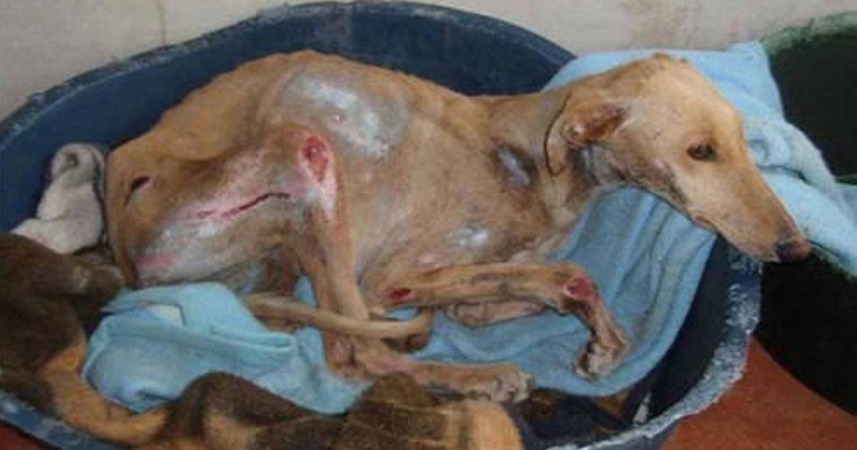 Que se controlen las carreras de galgos que están prohibidas y no se hace mucho al respecto