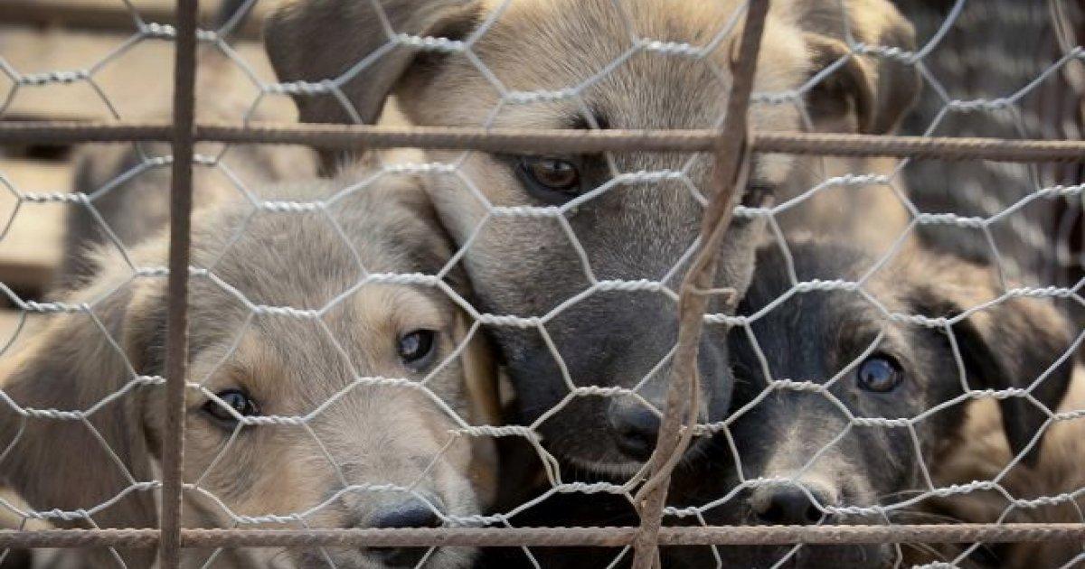 Vamos proibir o sacrifício de animais nas Ilhas Baleares