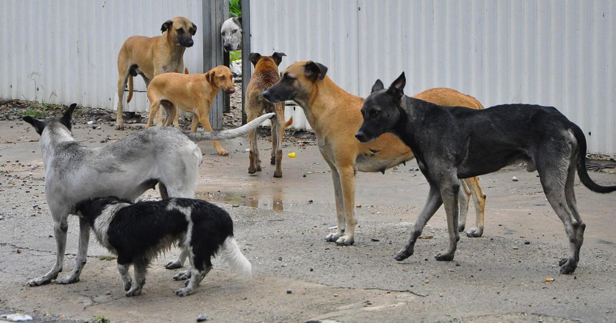 Muchos perritos abandonados en la calle, es un desastre, si prestaran un predio hay mucha gente que quiere colaborar