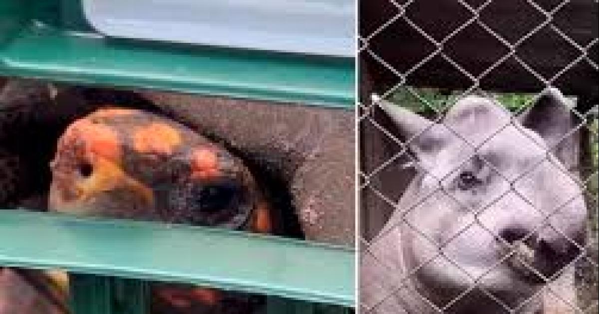Pelo Fim do Zoológico em Araçatuba e Transferência dos Animais Para Santuários