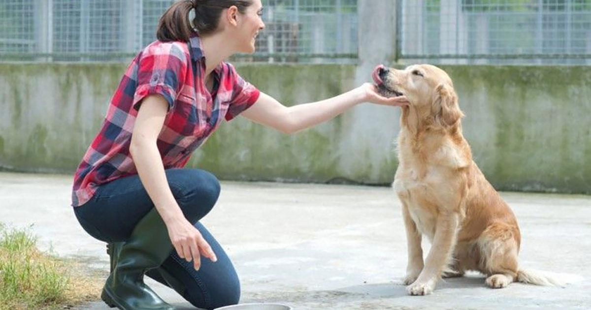 Un porcentaje de impuestos sea destinado a apoyar a los animales sin hogar