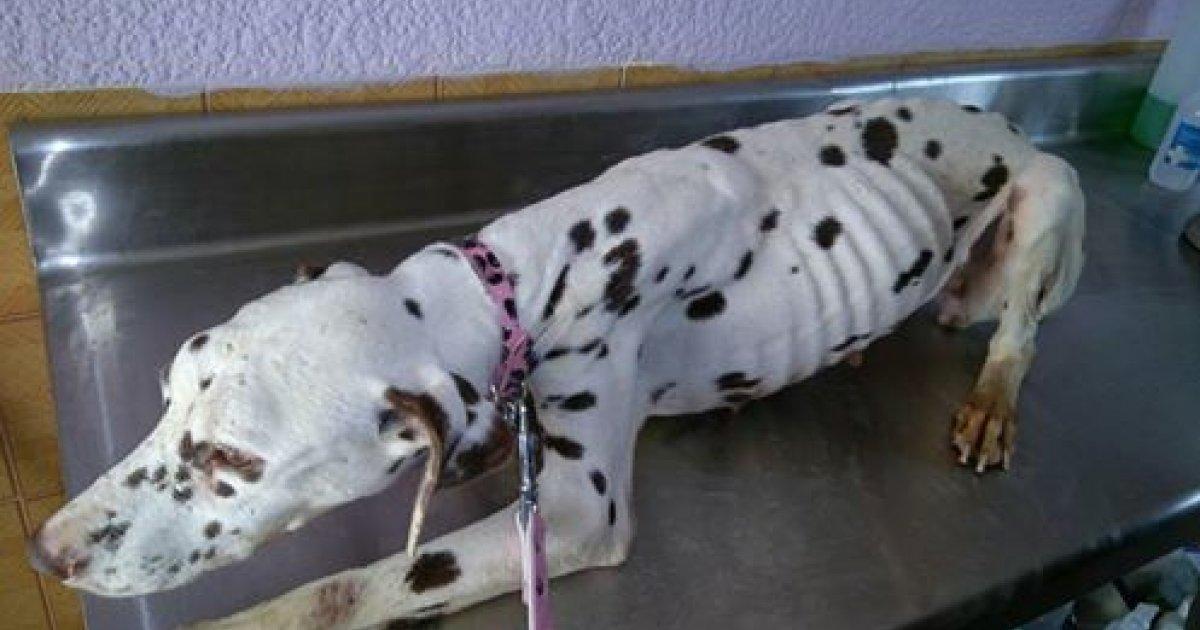 Valencian authorities: investigate what happens in the Alpe Dog Kennel!