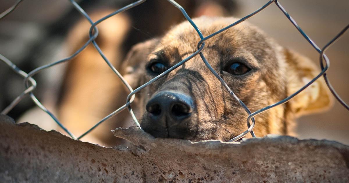 Donación de un área con infraestructura para albergar perros abandonados