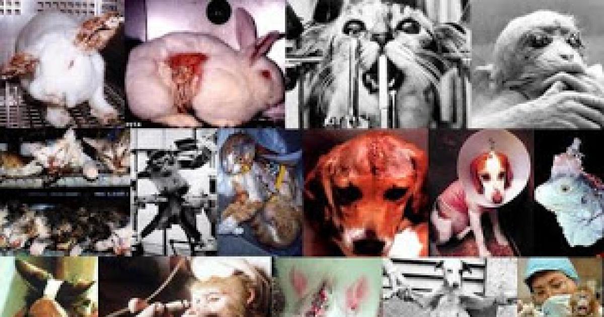 Aprobar Ley para dejar de testar en animales y hacerlo en asesinos y/o condenados a muerte o cadena perpetua