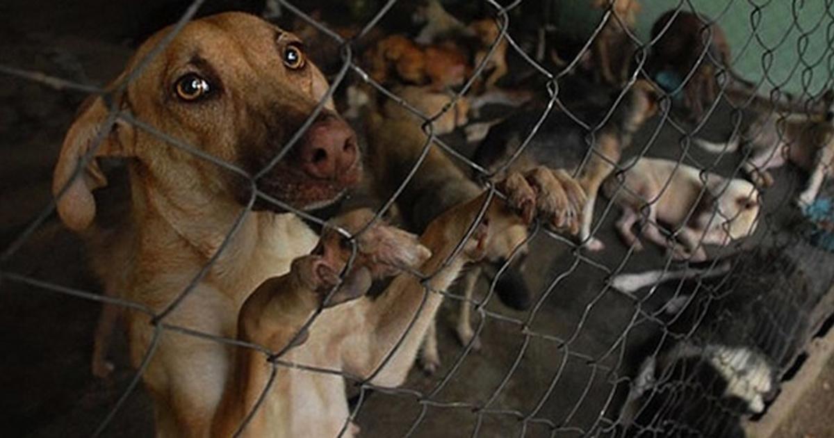 Que respeten a los animales que fueron utilizados, maltratados y asesinados, defiendan la vida