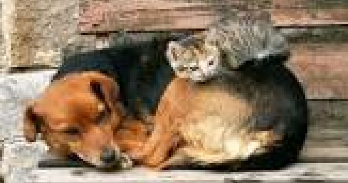 Salvar a los perros y gatos callejeros