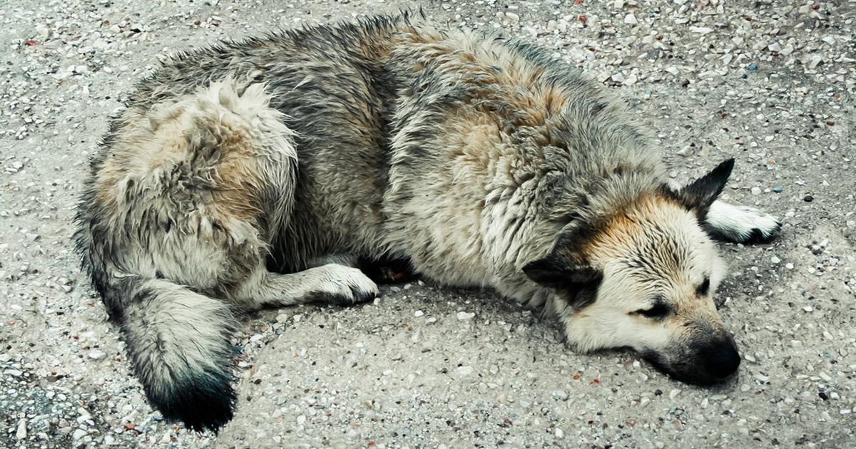 Rescatemos los perros de las calles que han sido abandonados y mueren de hambre!