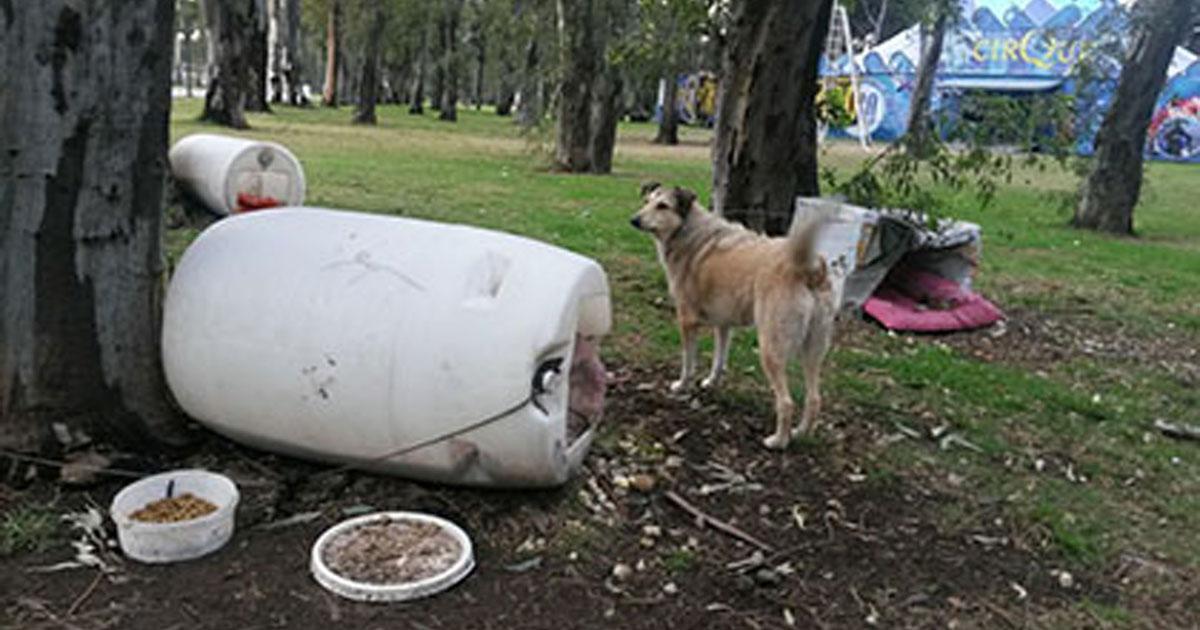 Protejan a los animales callejeros construyéndoles cuchas