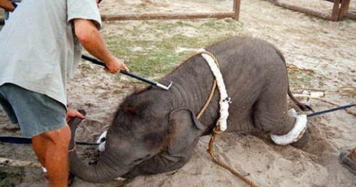 Las Palmas de Gran Canaria declared free of circuses with animals