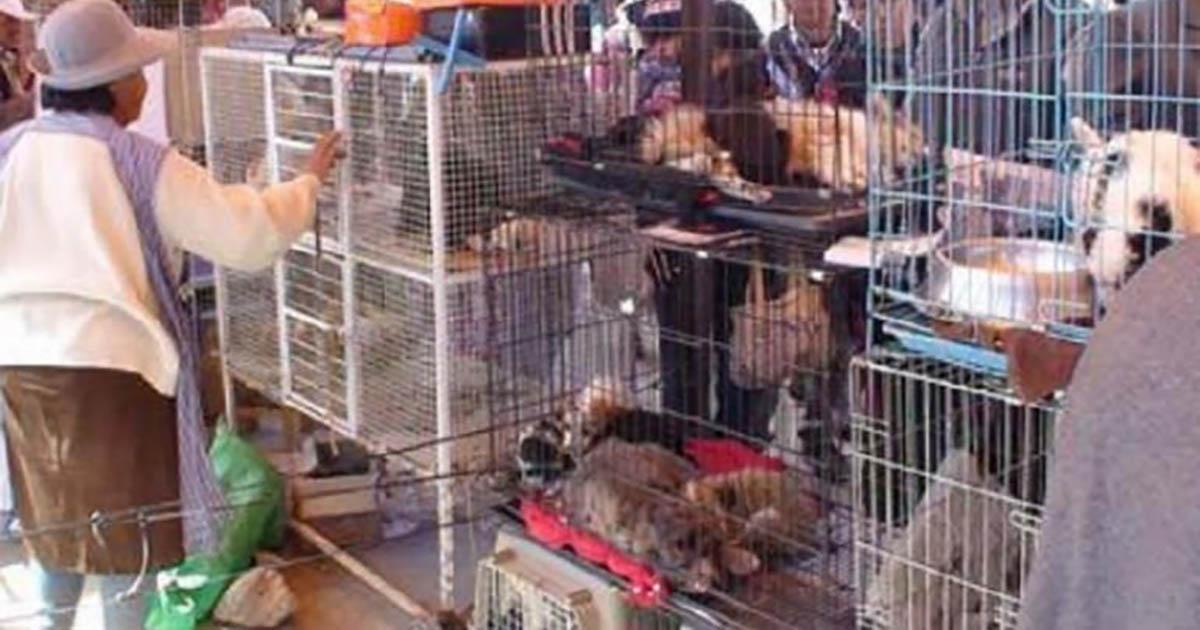 Dejar de vender animales en las ferias de Kantuta