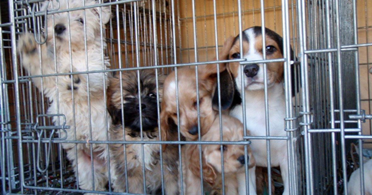 Prohibición de la cría de perros y gatos