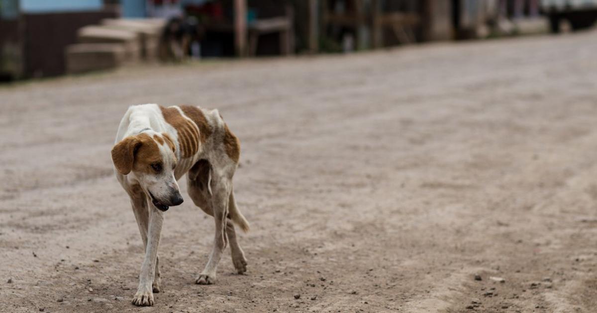 Que salven a todos los perros que sufren del maltrato 