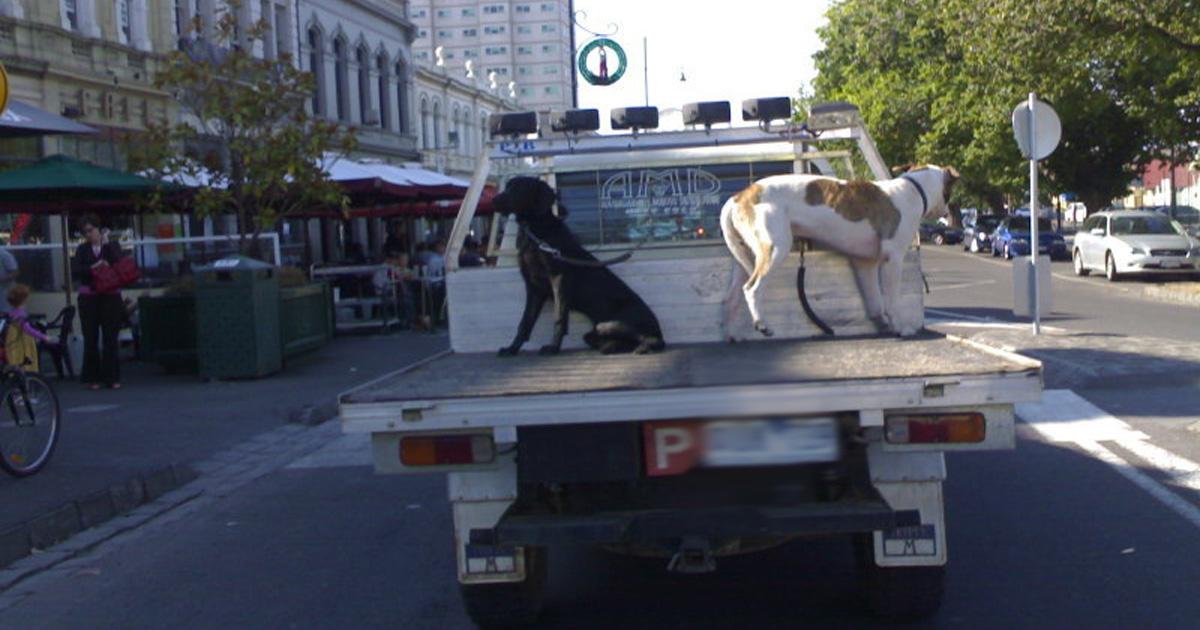 Prohibit transporting animals in the back of trucks