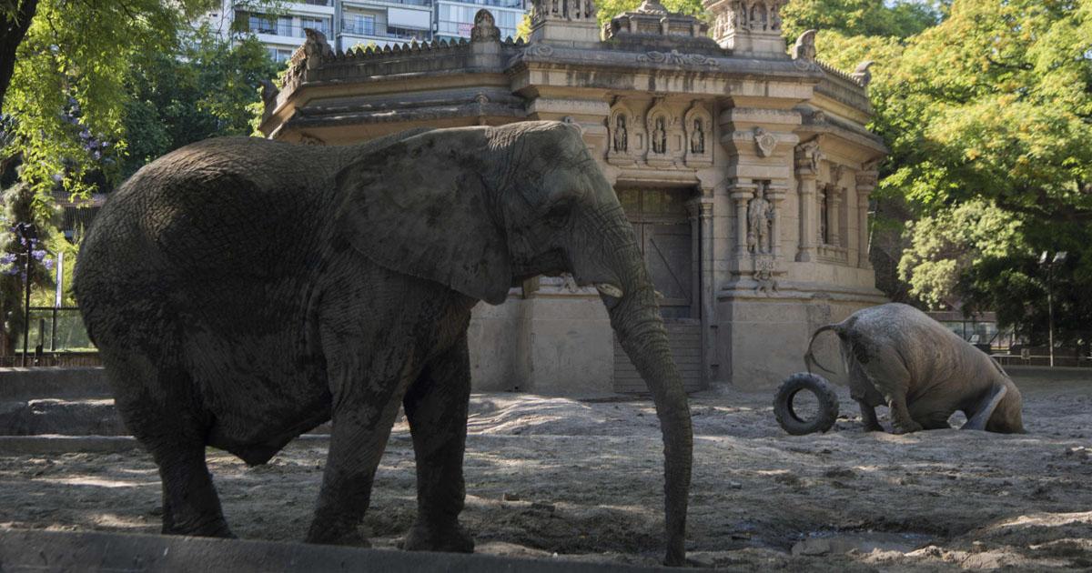 No mas animales encerrados en los zoológicos!